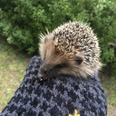 aesthetic-cliche avatar