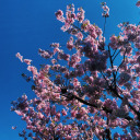 aesthetic-flavoured avatar