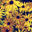 aesthetic-journal avatar