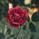 aesthetic-samm avatar