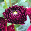 aestheticadventure avatar