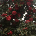 aesthetical-space avatar