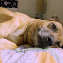 aesthetical-void avatar