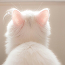 aestheticalhues avatar