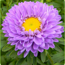 aesthetically-ambiguous avatar