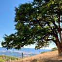 aesthetically-mine avatar