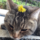 aesthetically-trashh avatar