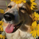 aestheticallygoodvibes avatar