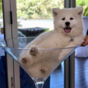 aestheticguardie avatar