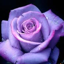 aestheticnerd13 avatar