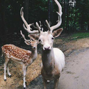 aesthetics-bitches avatar