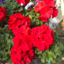 aesthetics1999 avatar