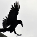 aestheticscoops avatar