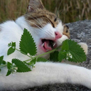 aestheticsforanxiety avatar