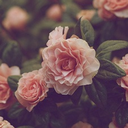 aestheticsofspies avatar