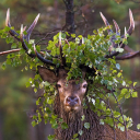 aetherus-aesthetics avatar