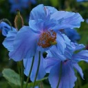 affectionatemeconopsis avatar