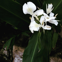 affinitytoaffliction avatar