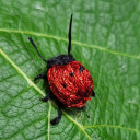 affordablefortune avatar