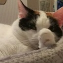 afigmentofyour-imagination avatar