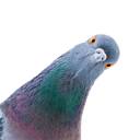 aflockofpigeons avatar