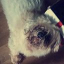 aflores2-blog avatar