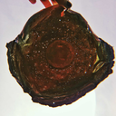 aflowerofsaron avatar