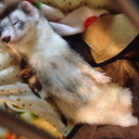 afloweronthemoon-blog avatar