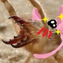 aflyingspider avatar