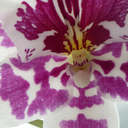 afragmentoftheday avatar