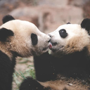 afrenchpanda avatar