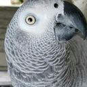 africangreyparrot-cees avatar