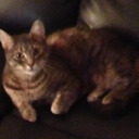 afrocatthebest avatar