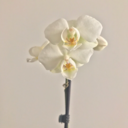 afroprince101 avatar