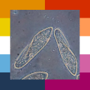 against-meiosis avatar