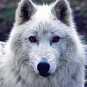 agameofobsession avatar