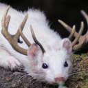 agamic-capreolate avatar