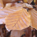 agardenerineden avatar