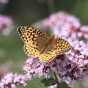 agardeninstepetronille avatar