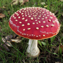 agaricomycetes avatar