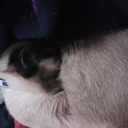 agendaaskgamearchive avatar