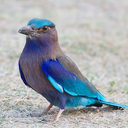 agender-expression avatar