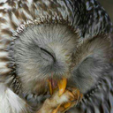 agenthopikaiowen avatar