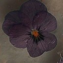 agentlepresent avatar