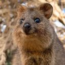 agentquokka avatar