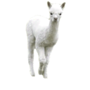 aggressive-alpacaaa avatar