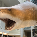 aggressivedinonuggies avatar