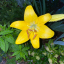 agirlinwonderland7 avatar