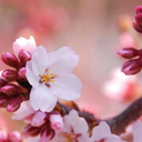 agirlwholovestosleep avatar