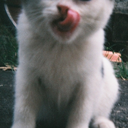 agirlwithacat avatar